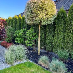 Trivo - Ogród z kulistą wierzbą hakuro-nishiki na tle szpaleru tuj, ozdobne trawy i czarna kora na rabatach, kostka oddzielająca trawnik.