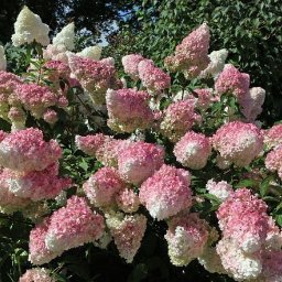 Trivo - Krzew hortensji bukietowej z kwiatostanami w odcieniach bieli i różu, widok z bliska na tle zieleni.