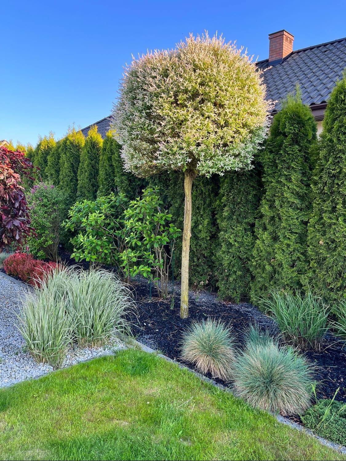 Ogród z kulistą wierzbą hakuro-nishiki na tle szpaleru tuj, ozdobne trawy i czarna kora na rabatach, kostka oddzielająca trawnik.