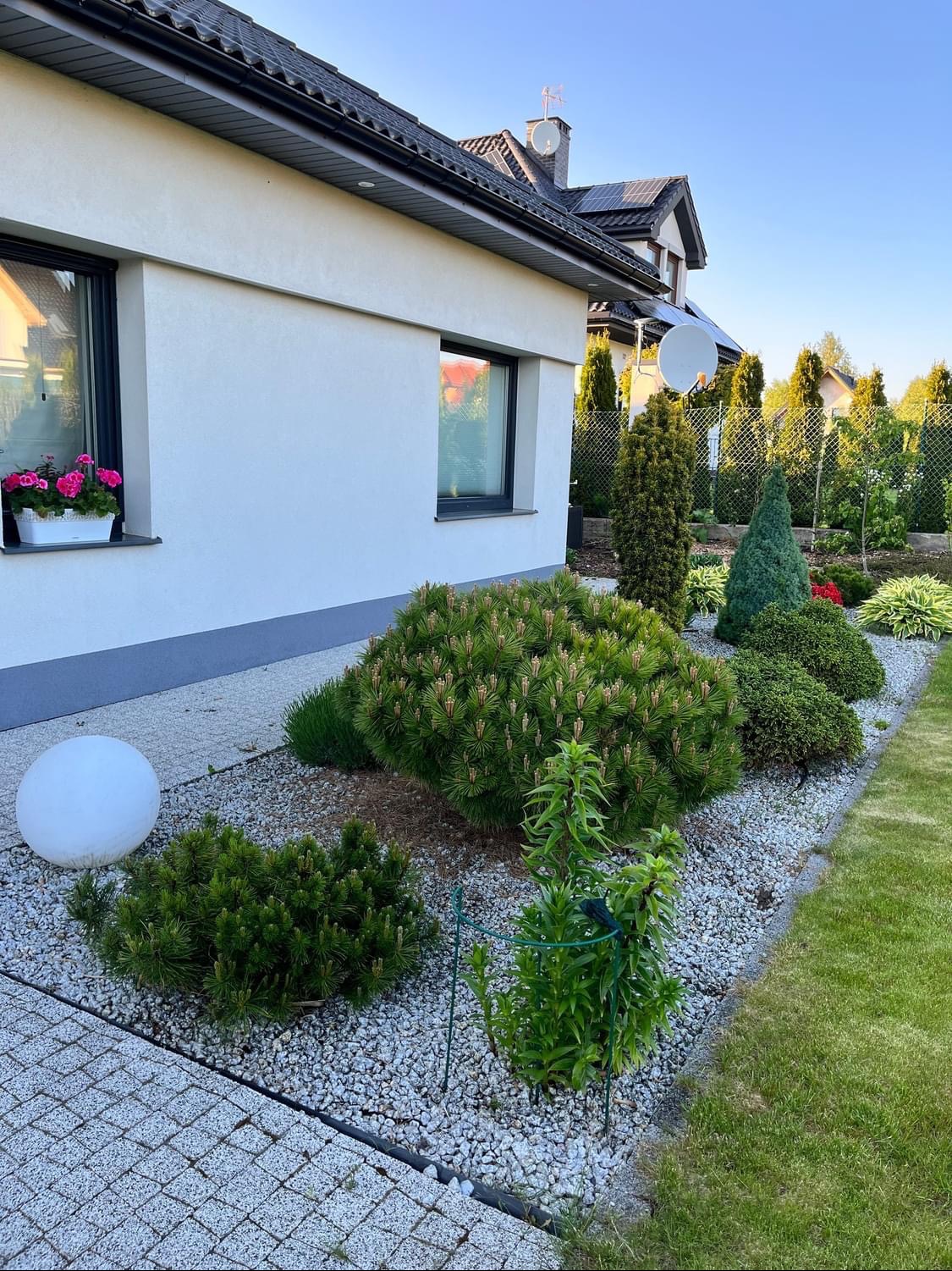 Ogród przydomowy z niskimi krzewami iglastymi, kulistą lampą i rabatą z drobnym żwirem, widok na elewację domu z kwiatami w oknie.