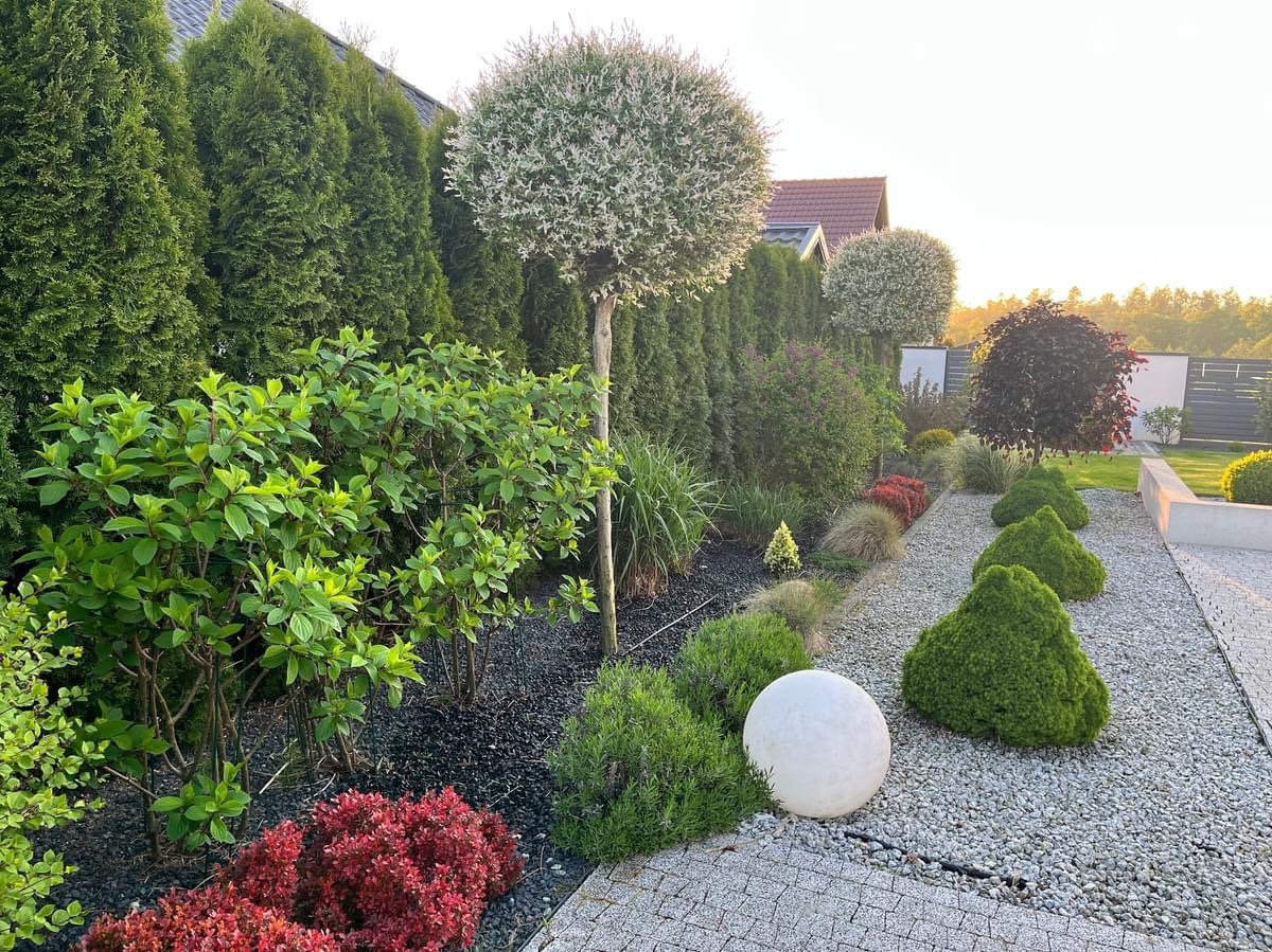 Uporządkowany ogród z kulistymi drzewami, żywopłotem z tui, ozdobnymi krzewami i ścieżką z jasnego żwiru, zakończoną białą kulą dekoracyjną.
