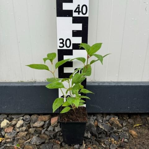 Sadzonka krzewu w czarnej doniczce, ustawiona na kamieniach, z miarką wskazującą wysokość około 30 cm na tle białej ściany.