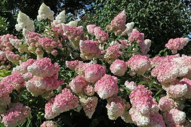 Krzew hortensji bukietowej z kwiatostanami w odcieniach bieli i różu, widok z bliska na tle zieleni.