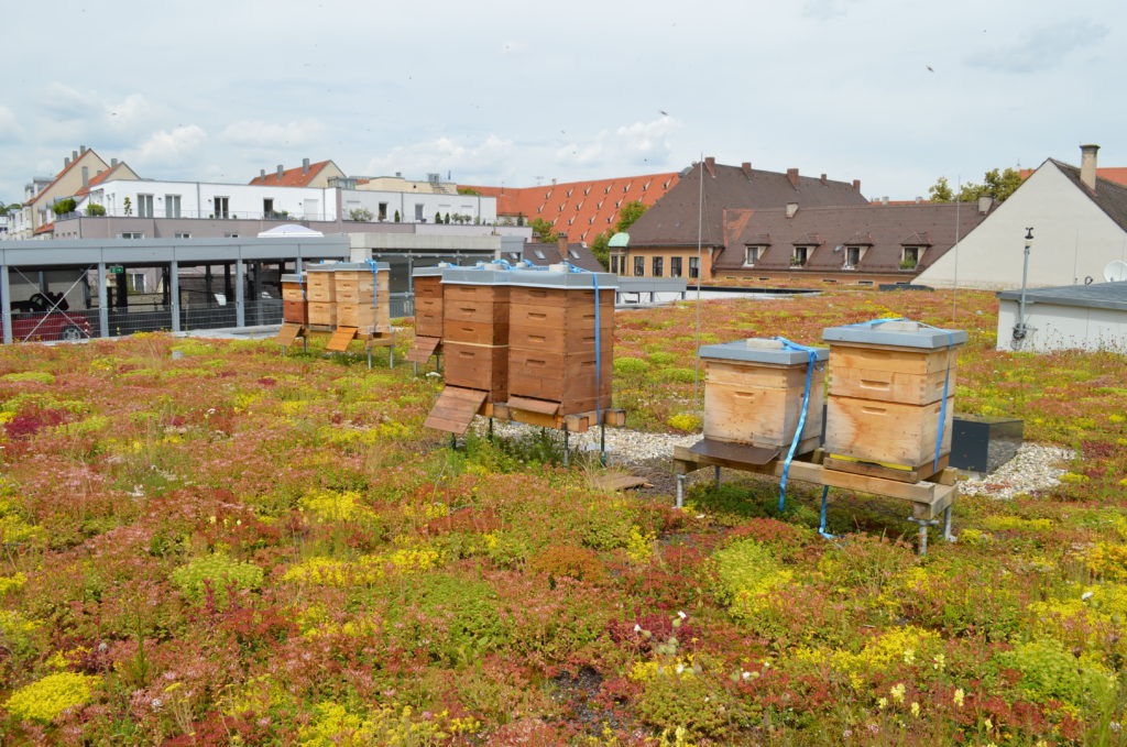 Ule na zielonym dachu z kwitnącymi roślinami, w tle zabudowa miejska, widok z góry.