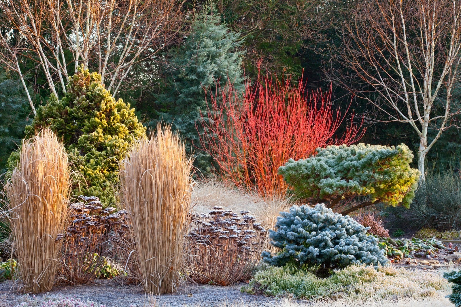 Jesienny ogród z ozdobnymi trawami, karłowatymi iglakami w odcieniach zieleni i błękitu, oraz krzewem o intensywnie czerwonych pędach, delikatnie oszroniony.