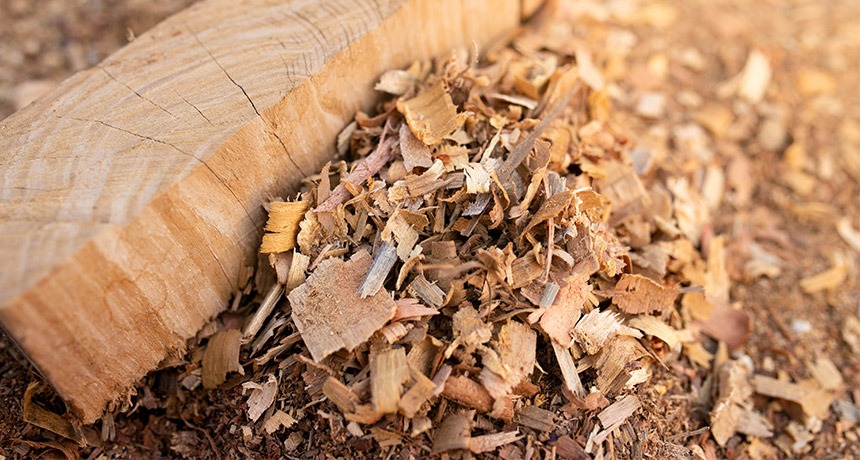Stos jasnych, drewnianych wiórów i ścinek z klocka drewna na ziemi, oświetlonych ciepłym światłem.