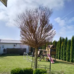 Ogród z przyciętym drzewem w formie parasola, plac zabaw dla dzieci w tle, trawnik z resztkami gałęzi po przycinaniu drzew, rząd tuj wzdłuż ogrodzenia.