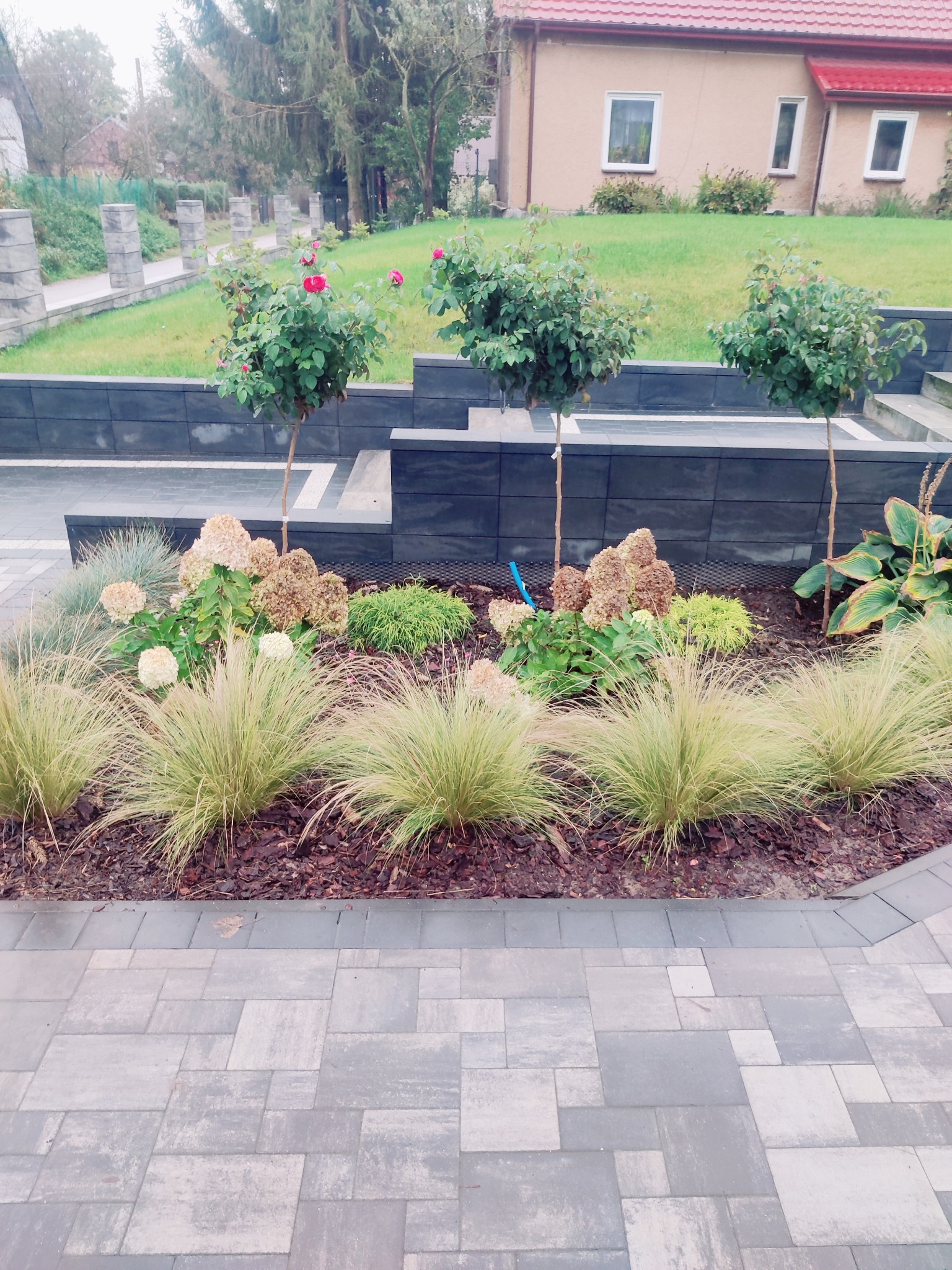 Kaskadowy ogród z kostki brukowej i rabatami z ozdobnymi trawami, różami na pniu i hortensjami. Tło stanowi dom z czerwonym dachem i szarym ogrodzeniem.