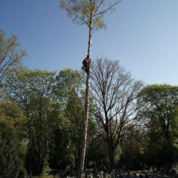 Wycinka drzew Szczecinek 5