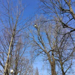 Arborysta w żółtej kamizelce, zabezpieczony linami, przycina gałęzie wysokiego drzewa bez liści na tle błękitnego nieba, widok z dołu, fragment dachu budynku w tle.