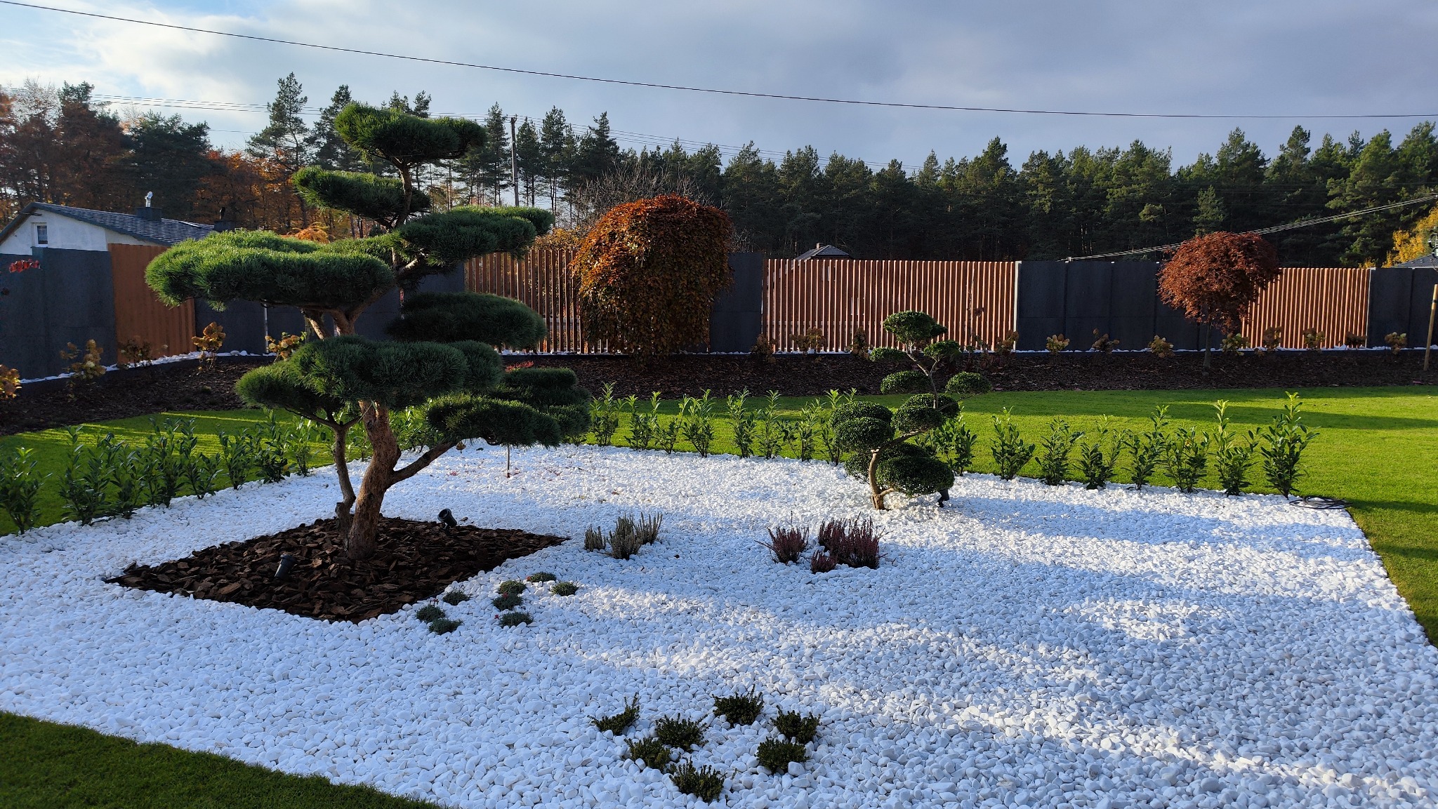 Ogród z białymi kamieniami, formowanymi drzewkami i drewnianym ogrodzeniem. Kora pod drzewami. Trawa i drzewa w tle. Słoneczny dzień.