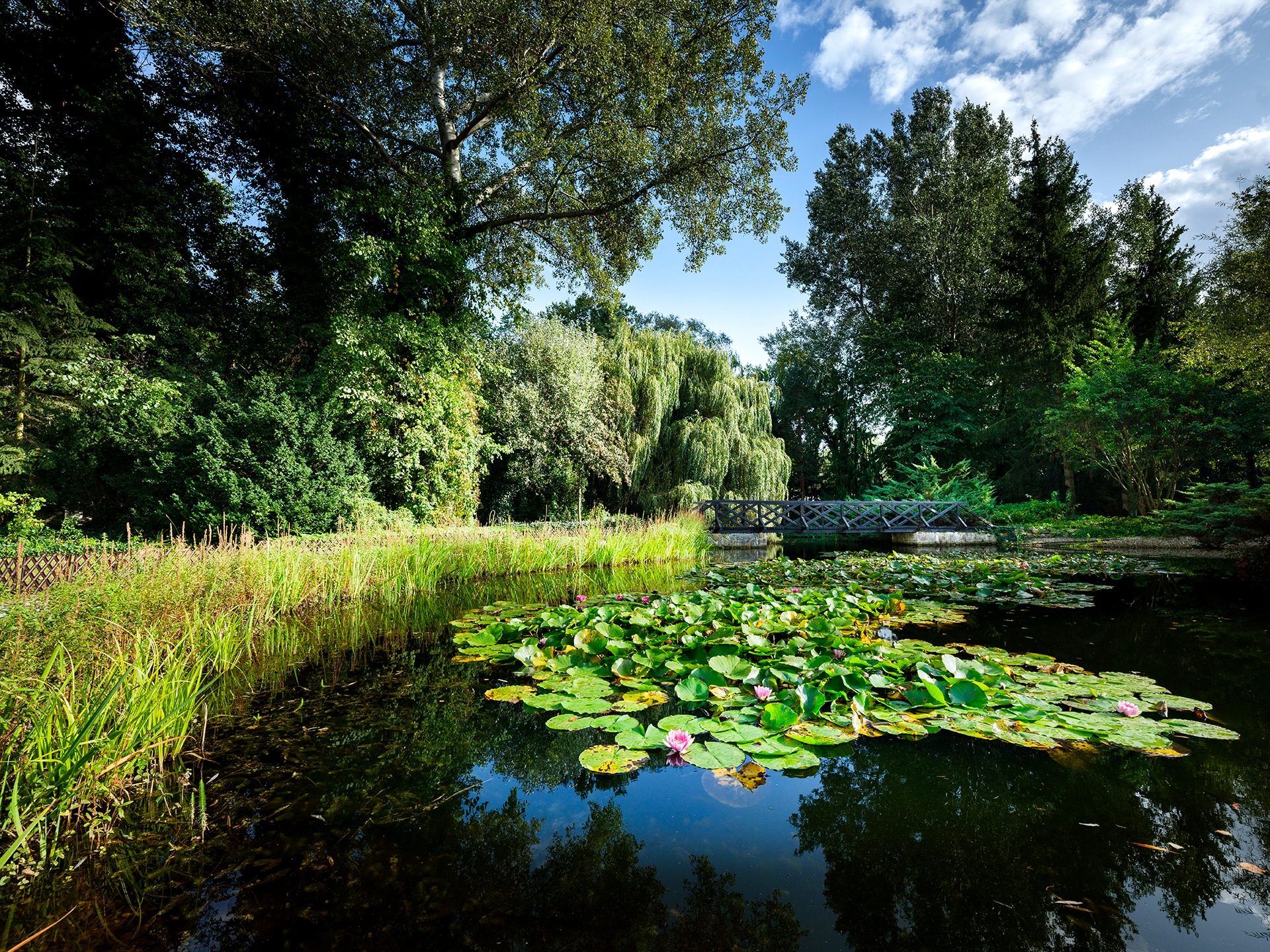 Spokojny staw z liliami wodnymi i drewnianym mostkiem w tle, otoczony bujną zielenią drzew i roślinności.