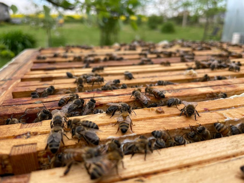 Widok z bliska na pszczoły na drewnianych ramkach ula, z zielonym tłem drzew i krzewów.