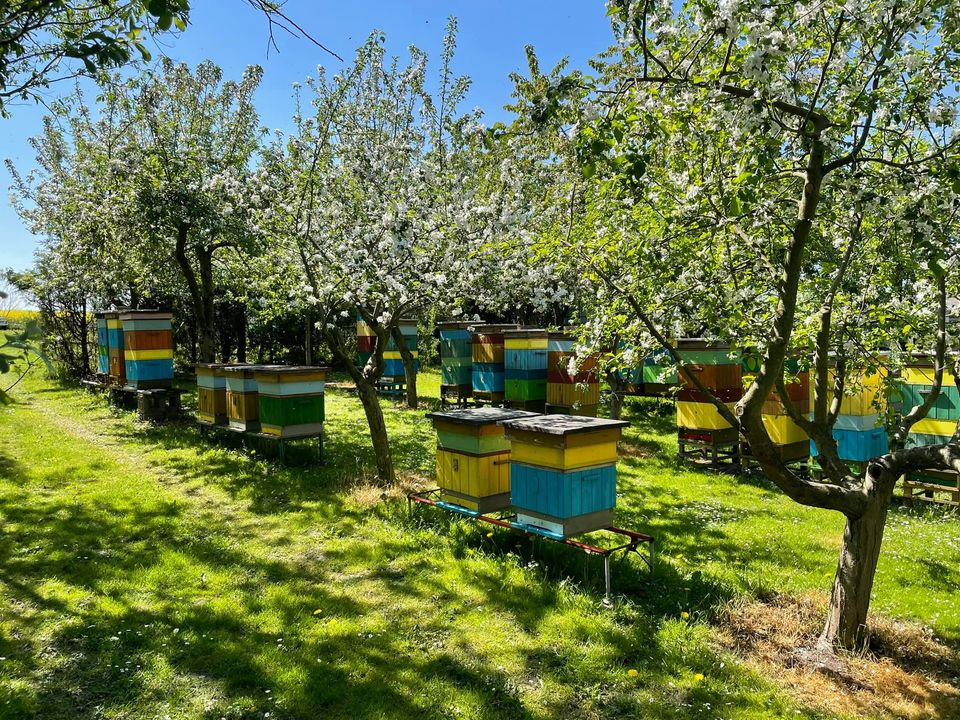 Rząd kolorowych uli w sadzie jabłoni w pełni kwitnienia, trawa zielona, słoneczny dzień.