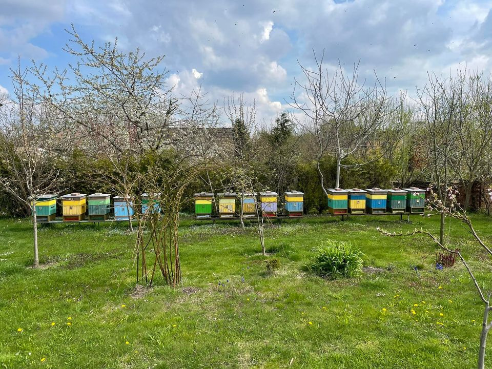 Ustawione w rzędzie, kolorowe ule na zielonej łące pod błękitnym niebem z chmurami, otoczone drzewami.