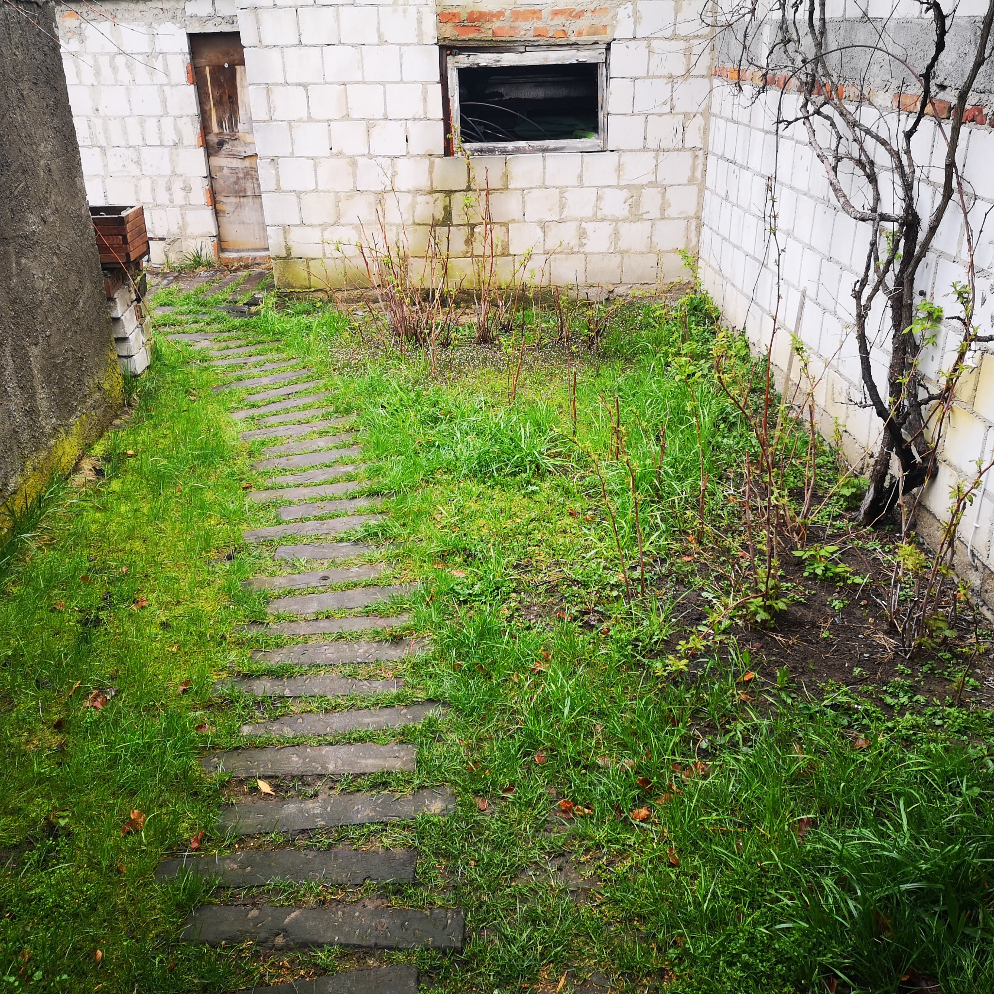 Ogród z ścieżką z płyt betonowych, trawa i młode krzewy na tle muru z pustaków z oknem i drzwiami.
