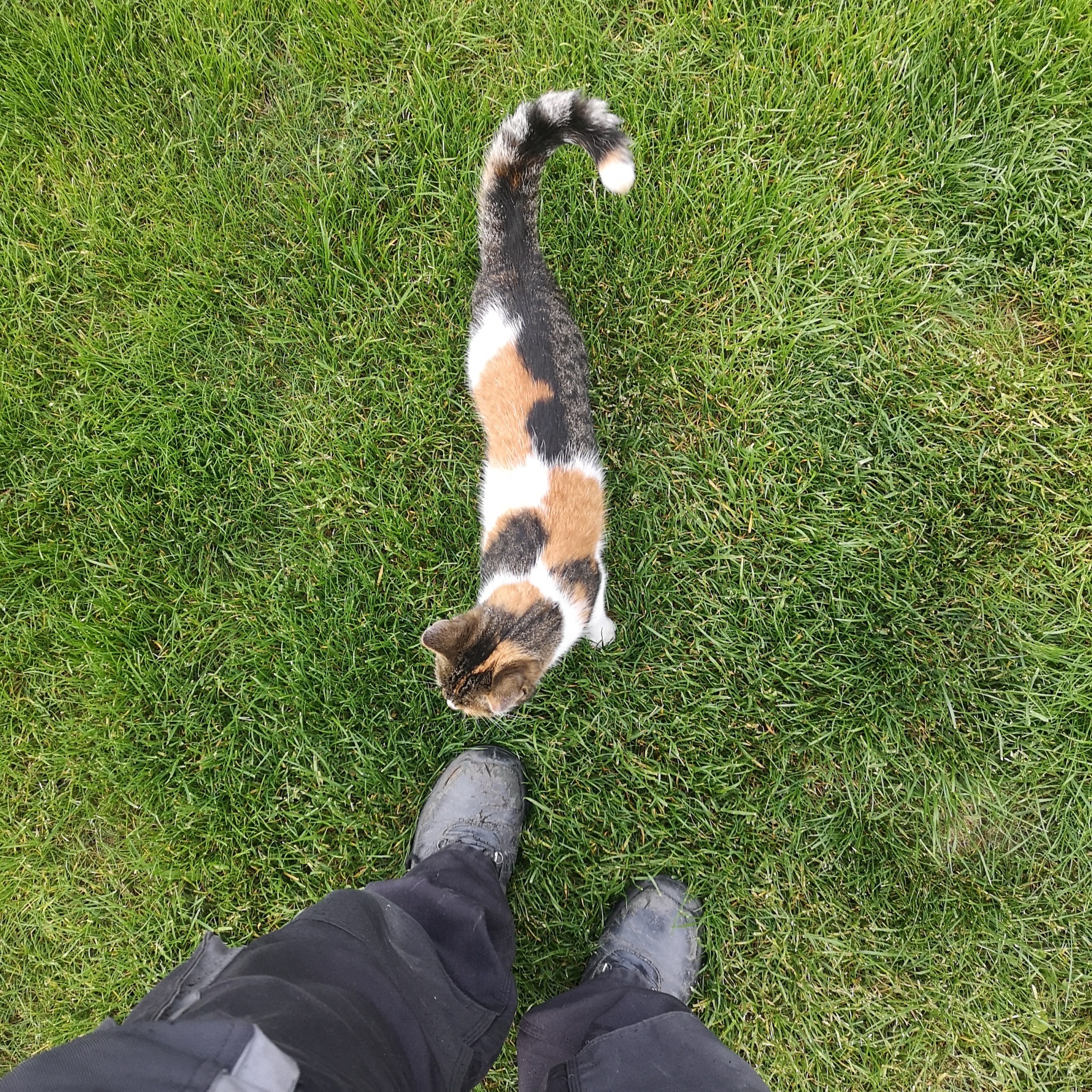 Trawa z bliska, na której stoi trójkolorowy kot i fragment nóg w roboczych butach.