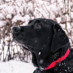 Naturalnie Sentymentalnie Natalia Sajkowska Fotografia - Profil czarnego labradora z czerwonym obrożą w zimowej scenerii, śnieg osiadł na futrze i tle z krzewów.