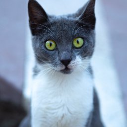 Naturalnie Sentymentalnie Natalia Sajkowska Fotografia - Portret szaro-białego kota z intensywnymi zielonymi oczami, patrzącego prosto w obiektyw, z delikatnym rozmyciem tła.