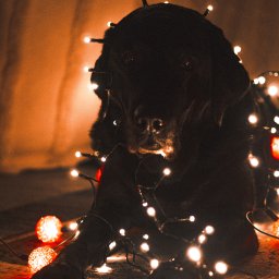 Naturalnie Sentymentalnie Natalia Sajkowska Fotografia - Czarny labrador leżący na podłodze, owinięty sznurem lampek choinkowych z ciepłym, pomarańczowym światłem.