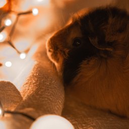 Naturalnie Sentymentalnie Natalia Sajkowska Fotografia - Portret świnki morskiej z czarno-brązowym futrem, otulonej miękkim, beżowym kocykiem, oświetlonej ciepłym światłem lampek choinkowych, tworzących przytulną atmosferę.