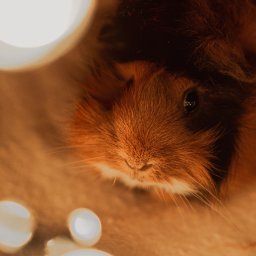 Naturalnie Sentymentalnie Natalia Sajkowska Fotografia - Portret brązowo-czarnej świnki morskiej z długimi wąsami, sfotografowanej z bliska w ciepłym świetle, z rozmytymi okrągłymi refleksami świetlnymi w tle.