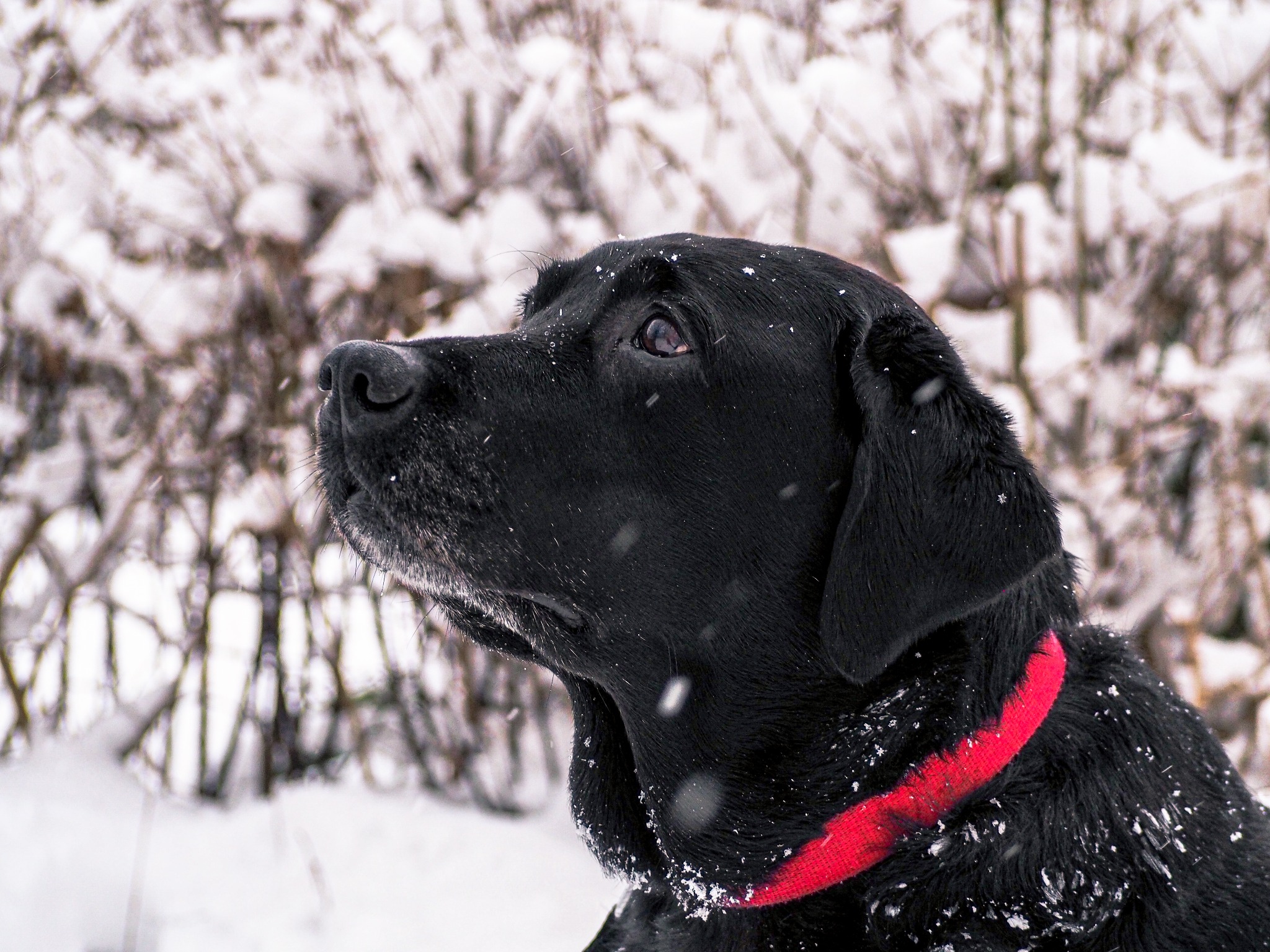 Profil czarnego labradora z czerwonym obrożą w zimowej scenerii, śnieg osiadł na futrze i tle z krzewów.