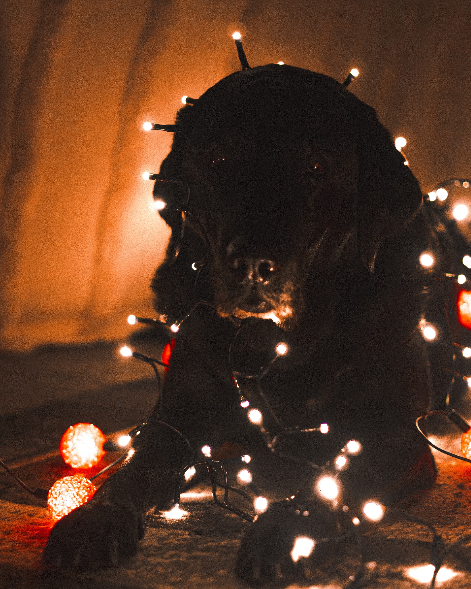 Czarny labrador leżący na podłodze, owinięty sznurem lampek choinkowych z ciepłym, pomarańczowym światłem.