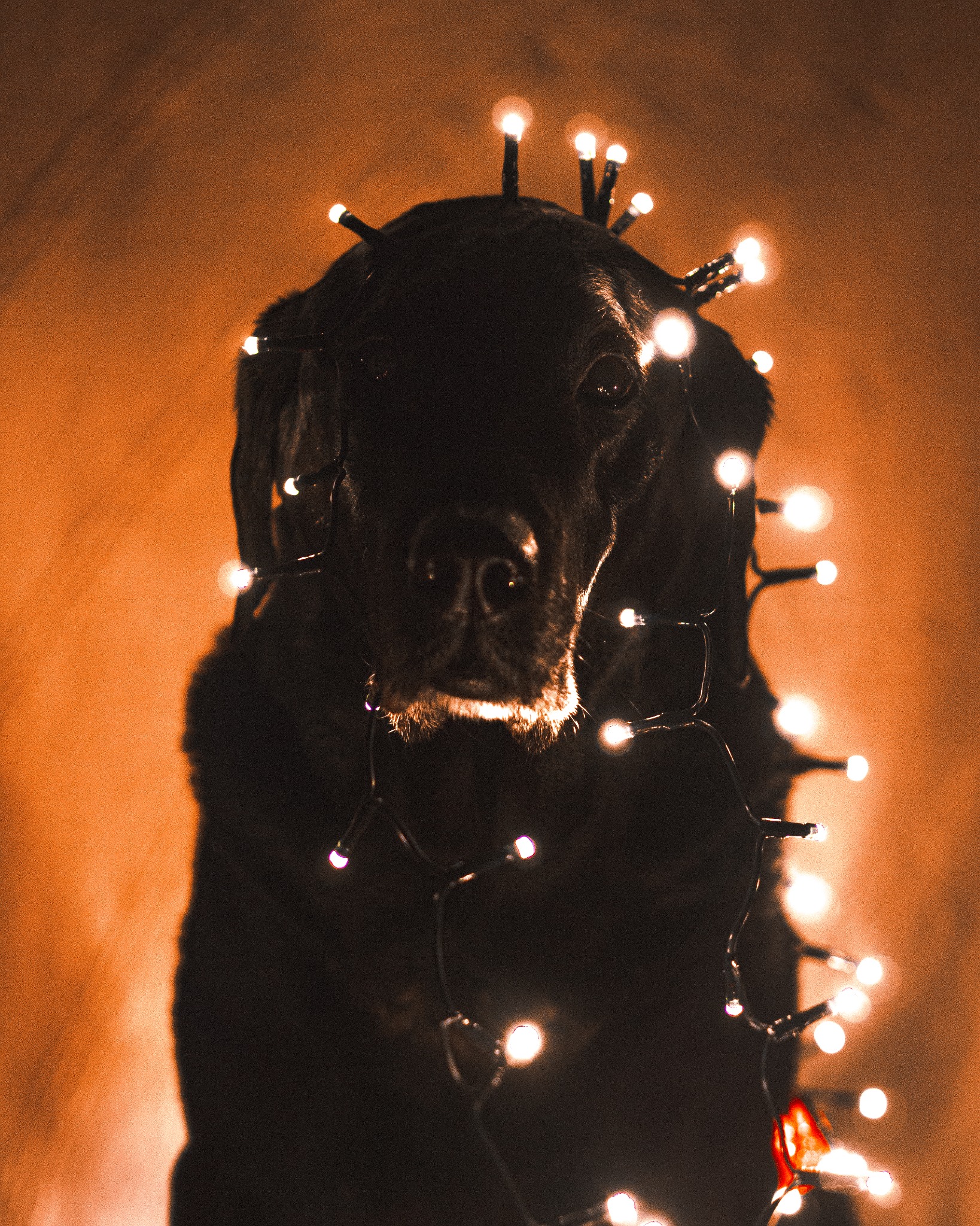 Portret czarnego labradora owiniętego lampkami choinkowymi na pomarańczowym tle.