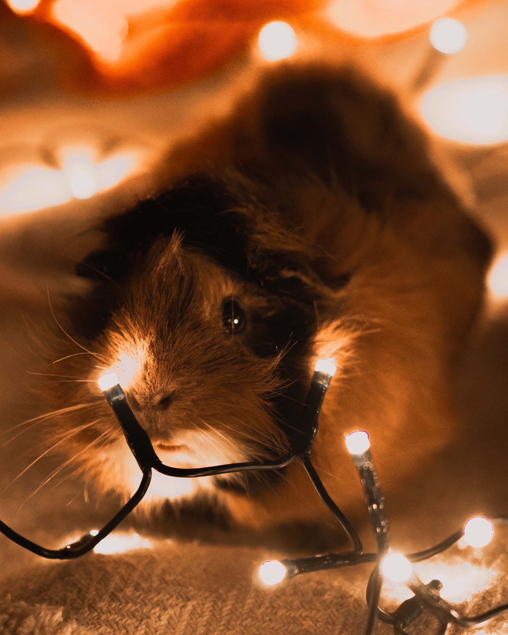 Ujęcie z bliska świnki morskiej z brązowo-czarnym futrem, otoczonej migoczącymi światełkami choinkowymi, leżącej na teksturowanym kocu.