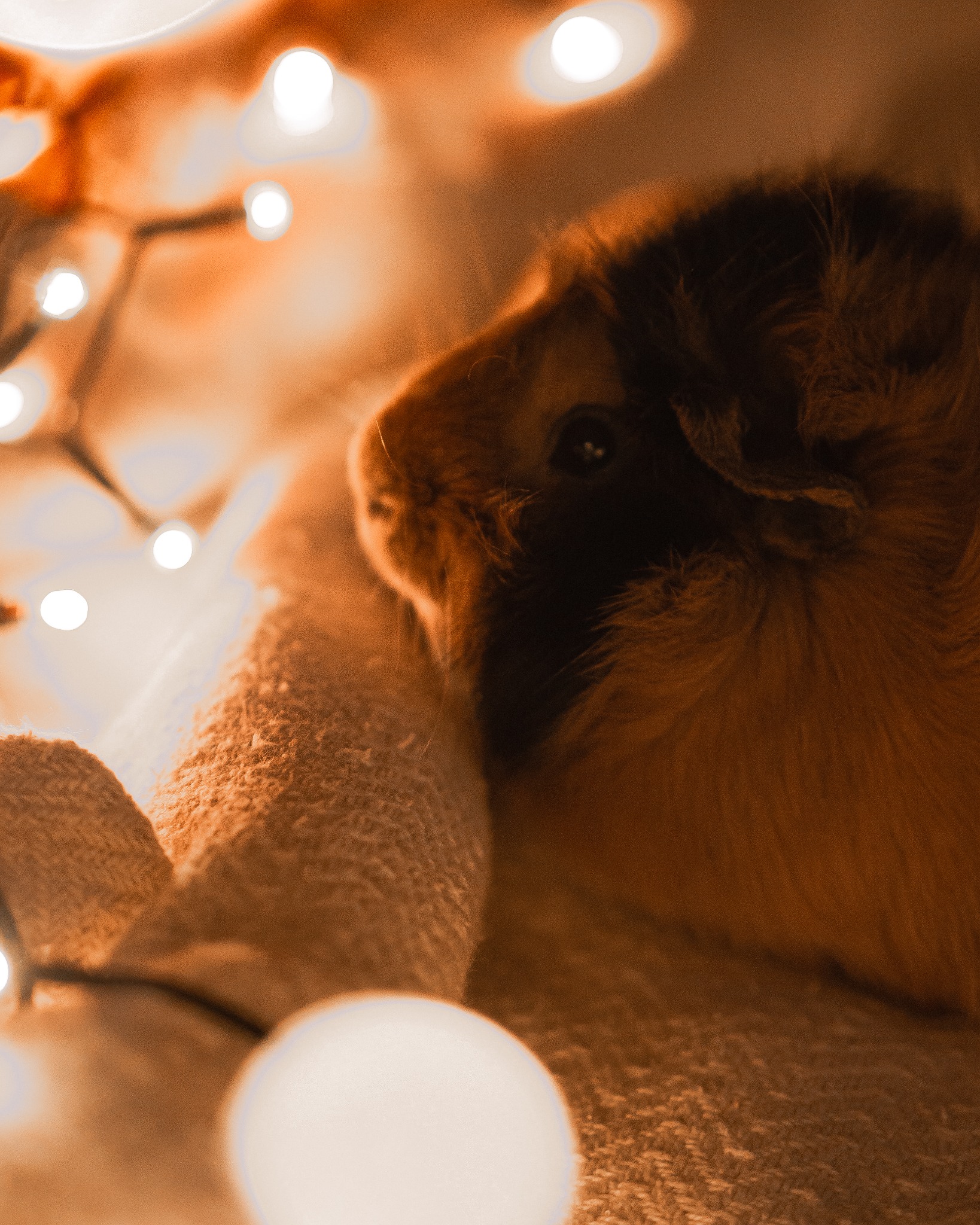 Portret świnki morskiej z czarno-brązowym futrem, otulonej miękkim, beżowym kocykiem, oświetlonej ciepłym światłem lampek choinkowych, tworzących przytulną atmosferę.