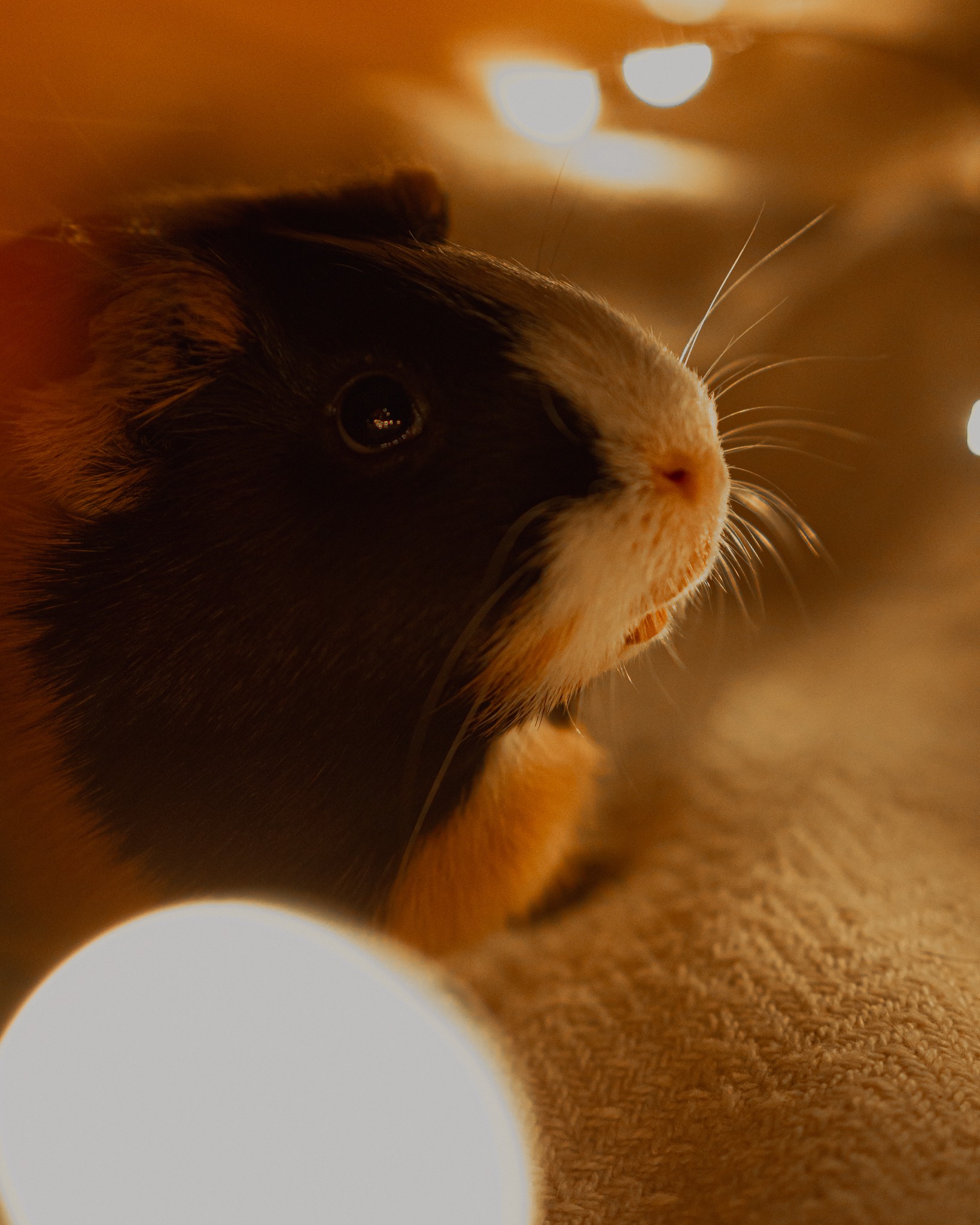 Portret świnki morskiej z bliska, siedzącej na miękkim, brązowym materiale, oświetlonej ciepłym światłem, z widocznymi długimi wibrysami i refleksami w oku.