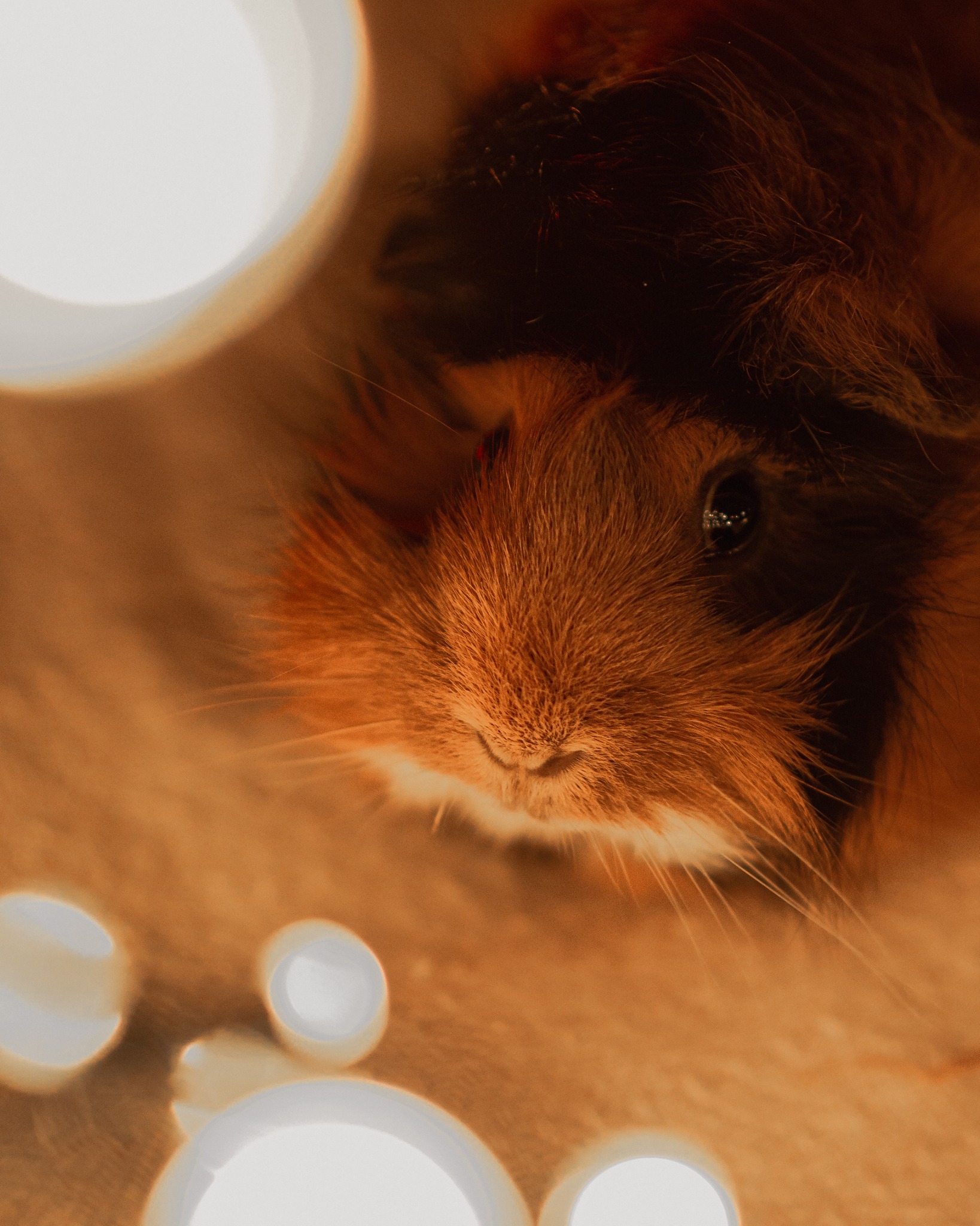 Portret brązowo-czarnej świnki morskiej z długimi wąsami, sfotografowanej z bliska w ciepłym świetle, z rozmytymi okrągłymi refleksami świetlnymi w tle.