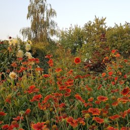 Pielęgnacja ogrodów Gdańsk 1