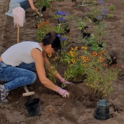 Monika Rokicińska - Dwie kobiety sadzą kolorowe kwiaty w rzędach na przygotowanej rabacie. W tle widoczne doniczki i narzędzia ogrodnicze.