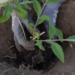 Monika Rokicińska - Ręce w szarych rękawicach roboczych sadzą młodą sadzonkę krzewu z zielonymi liśćmi do dołka w ziemi.