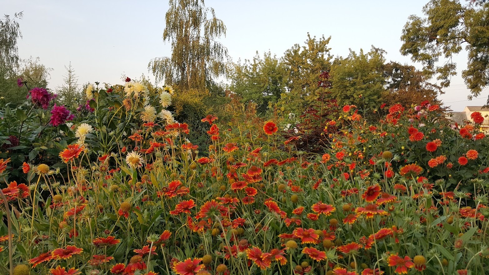 Rabata z kwitnącymi rudbekiami, daliami i innymi kwiatami w ogrodzie, widok na drzewa w tle.