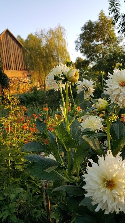 Kwitnące, białe dalie w ogrodzie z widoczną drewnianą szopą i drzewami w tle, oświetlone popołudniowym słońcem.