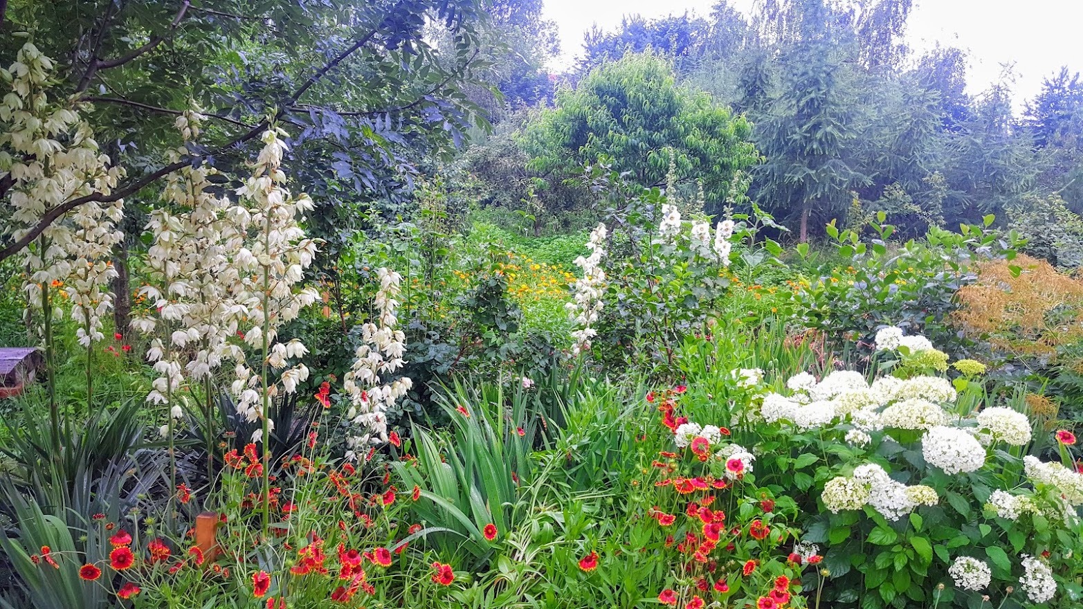 Bujny ogród z kwitnącymi jukkami, czerwonymi makami i białymi hortensjami na pierwszym planie, otoczony zielenią drzew i krzewów.