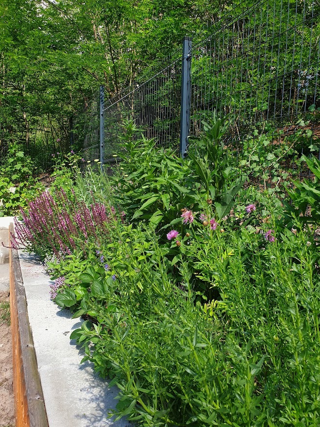 Rabata kwiatowa z różnorodnymi roślinami, w tym szałwią omszoną i jeżówką purpurową, oddzielona betonową obwódką od trawnika, w tle metalowe ogrodzenie i drzewa.