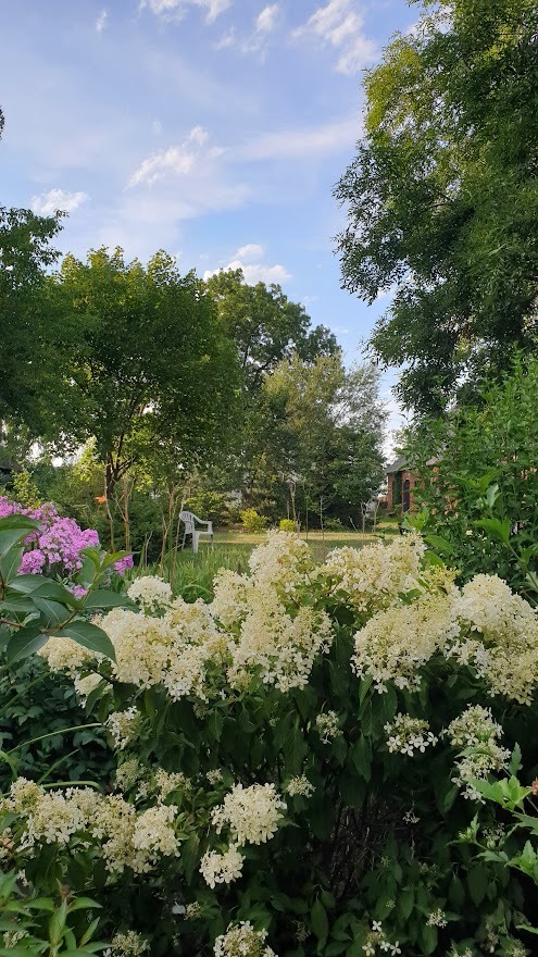Kwitnące hortensje w przydomowym ogrodzie, z białym plastikowym krzesłem widocznym w tle, wczesnym rankiem.