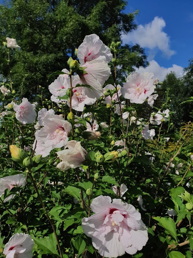 Krzew hibiskusa z dużymi, białymi kwiatami z różowym środkiem, na tle zieleni i błękitnego nieba z chmurami.