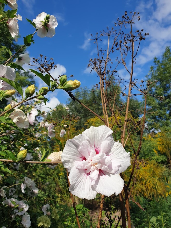 Kwitnący krzew hibiskusa z dużymi białymi kwiatami z różowym środkiem, na tle błękitnego nieba z chmurami i zieleni ogrodu.