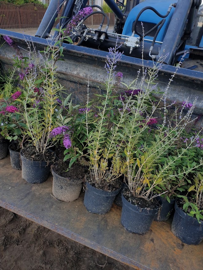 Sadzonki budlei w doniczkach, przygotowane do transportu na łyżce traktora w Gdańsku, z widocznymi fioletowymi kwiatami i elementami hydraulicznymi maszyny w tle.