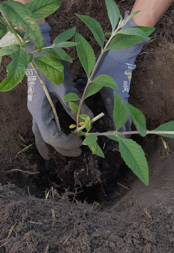 Ręce w szarych rękawicach roboczych sadzą młodą sadzonkę krzewu z zielonymi liśćmi do dołka w ziemi.