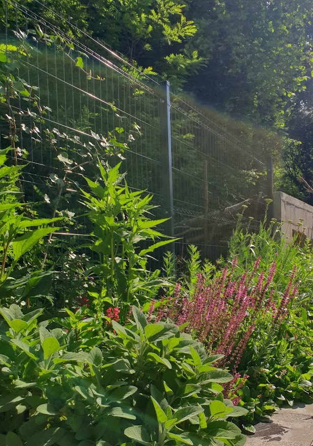 Zarośnięty fragment ogrodu z metalową siatką ogrodzeniową w tle, widoczne różowe kwiaty szałwii, zielone liście szałwii lekarskiej i inne rośliny.