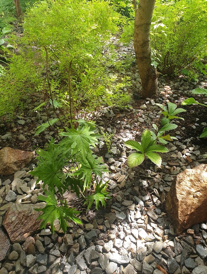 Fragment ogrodu z młodymi roślinami o dużych, powcinanych liściach, wysypany drobnymi kamieniami w odcieniach szarości, z elementami większych, brązowych kamieni i pniem drzewa w tle.