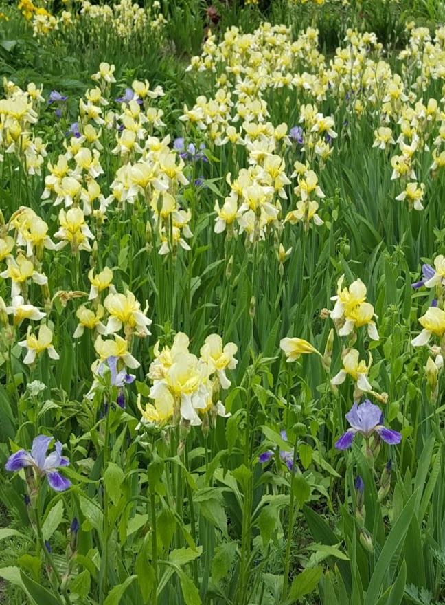 Pole kwitnących irysów w odcieniach żółci i fioletu, bujna zieleń liści, naturalne światło.