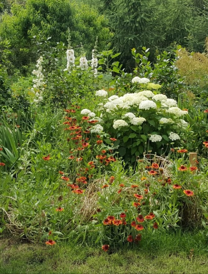 Bujny ogród z kwitnącymi helenkami o pomarańczowych kwiatach z czerwonymi środkami, białymi hortensjami i wysokimi, białymi kwiatostanami malw na tle zieleni drzew.