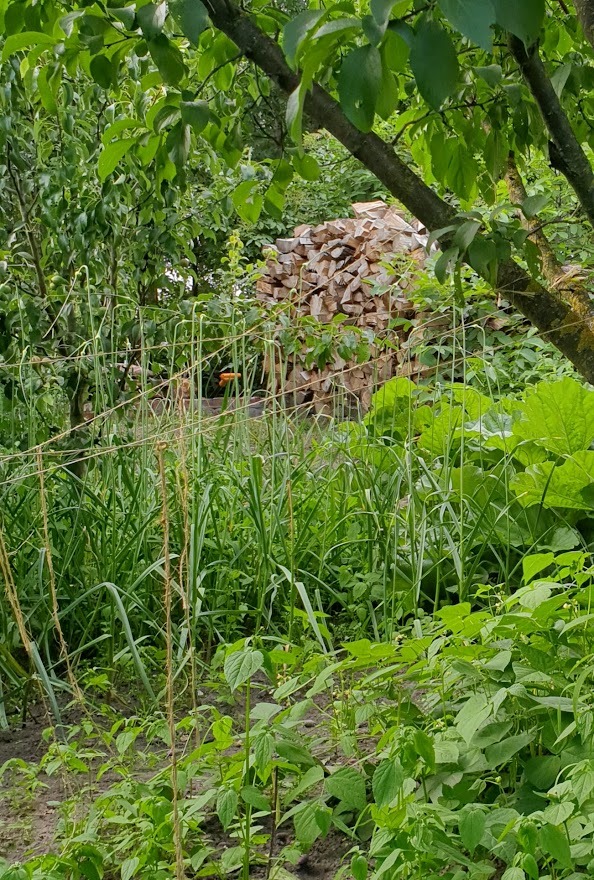 Stos drewna ułożony na tle bujnej zieleni w zarośniętym ogrodzie, widoczne wysokie trawy i liściaste krzewy, całość sprawia wrażenie naturalnego, nieuporządkowanego krajobrazu.